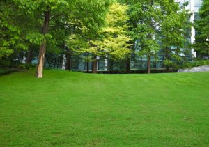 Turf Laying in Hale Barns 
